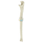 Elle (Ulna) Model